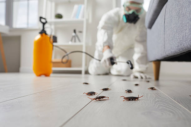 Affordable Termite Control solutions in Dania Beach, FL